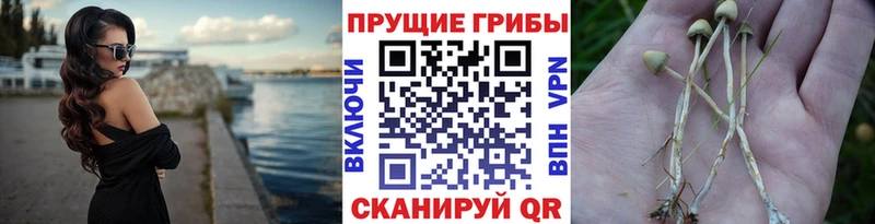 Купить где  Буйнакск  Псилоцибиновые грибы Magic Shrooms 